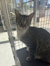 Dottie - Must Apply in Person!