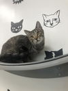 Sage- Must Apply in Person