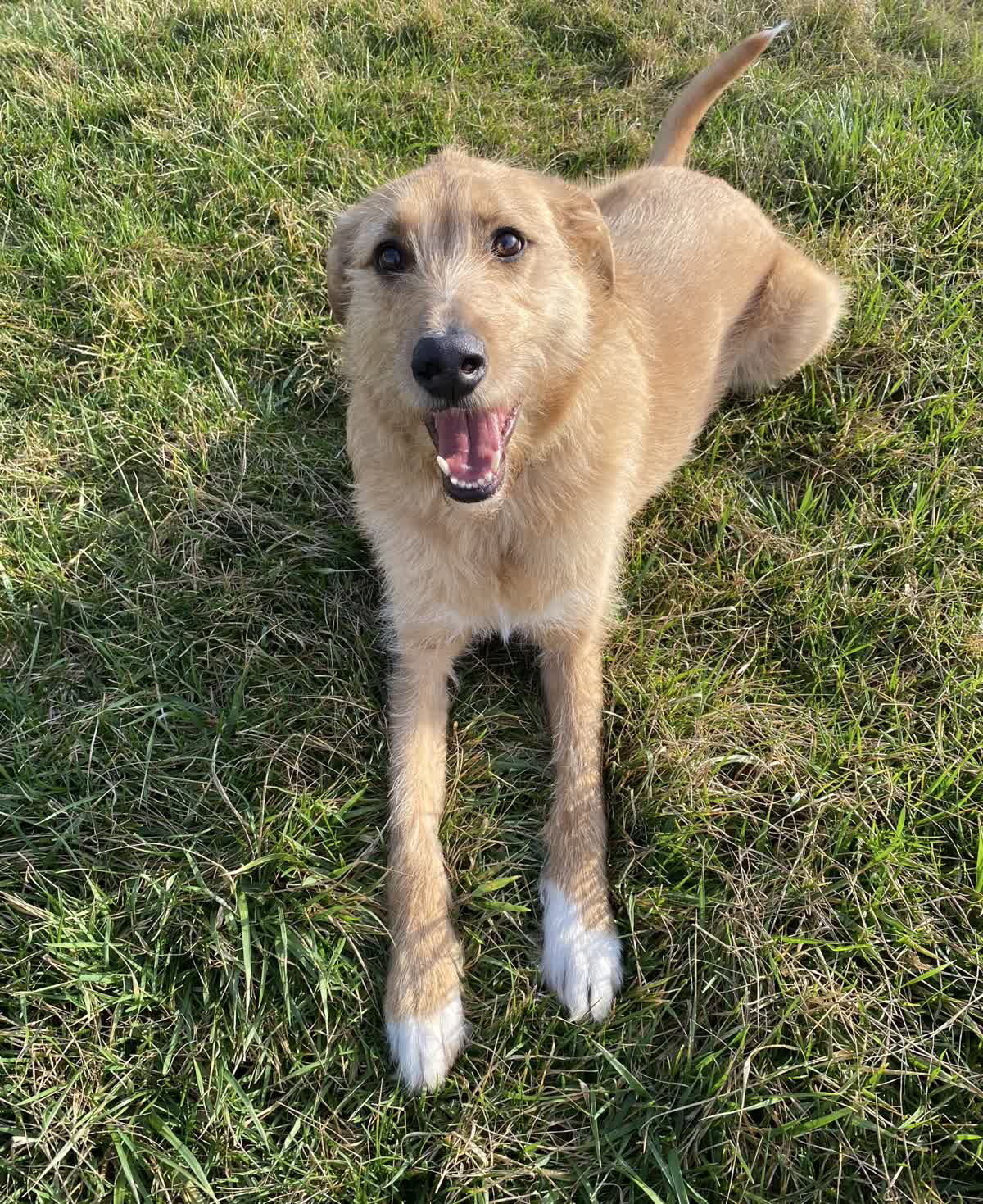 Roscoe Image