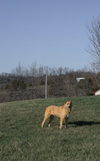 Roscoe