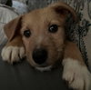 Roscoe