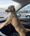 Roscoe