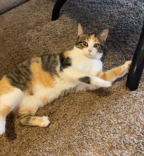 Gemma