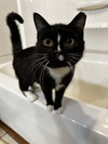 Juno