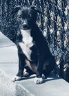 Annie