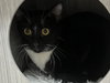 Simon