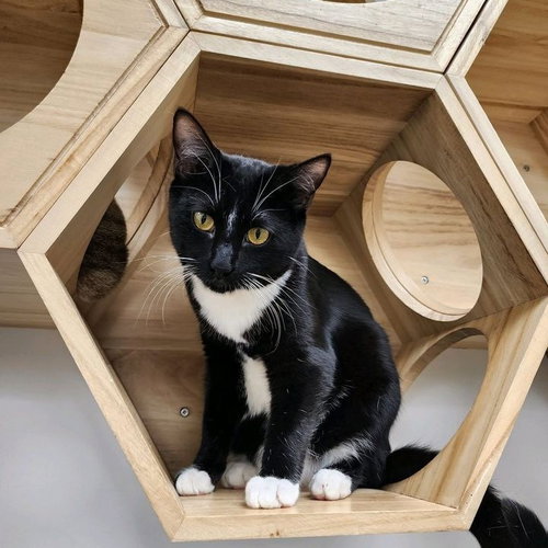 Simon