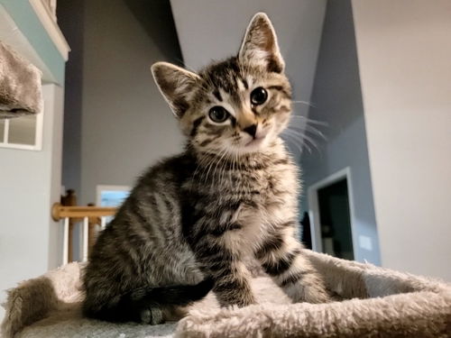 Yoda