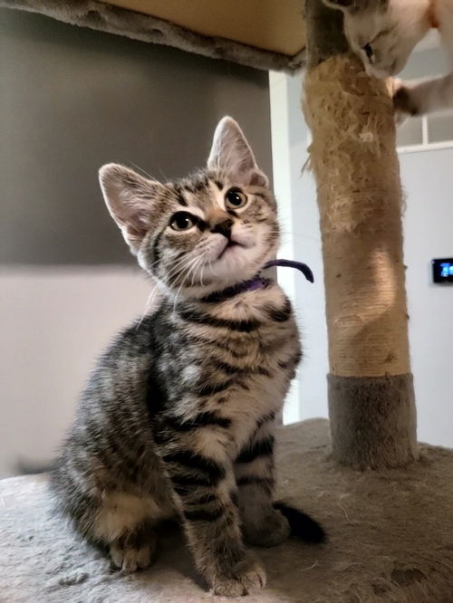 Leia