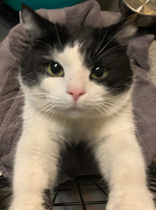 Sir Oreo