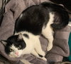 Sir Oreo