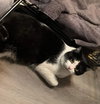 Sir Oreo