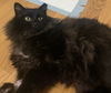 Gideon