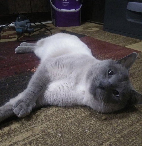 Simon