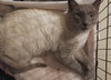 Simon