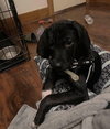 Buddy