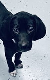 Buddy