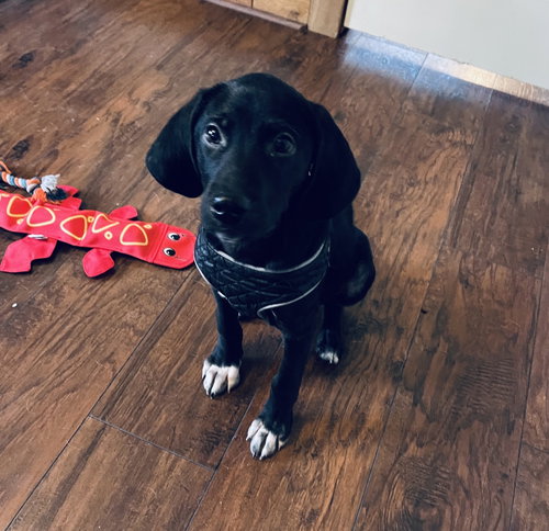 Buddy