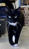 Tux