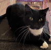 Tux