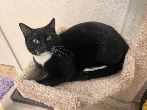 Tux