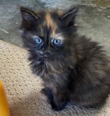 Ember