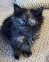 Ember