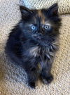 Ember