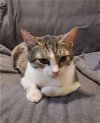 adoptable Cat in , KY named Sweet Pea