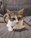 adoptable Cat in , KY named Sweet Pea