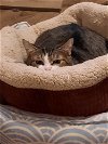 adoptable Cat in georgetown, KY named Sweet Pea