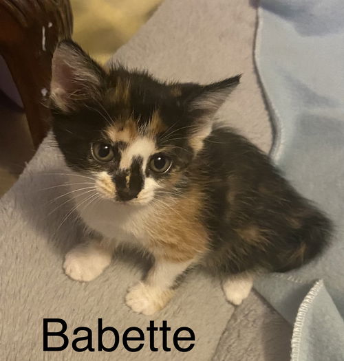 Babette