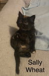 Sally Wheat