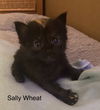 Sally Wheat