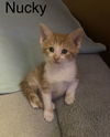 Nucky