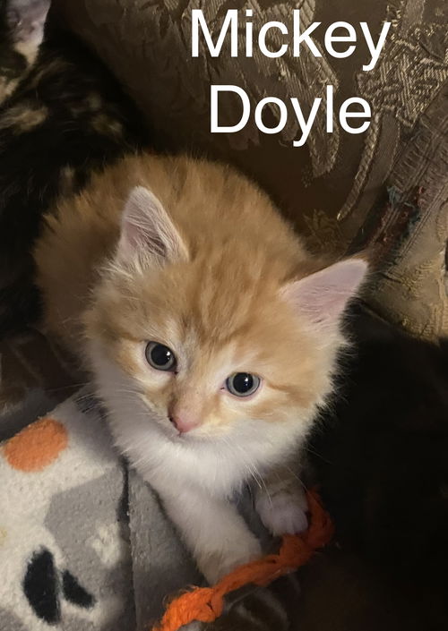Mickey Doyle