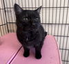 Prissy - Must Apply in Person