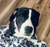 Josie