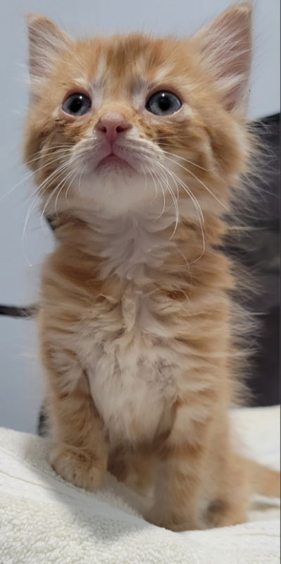 Timothy