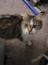Lyra