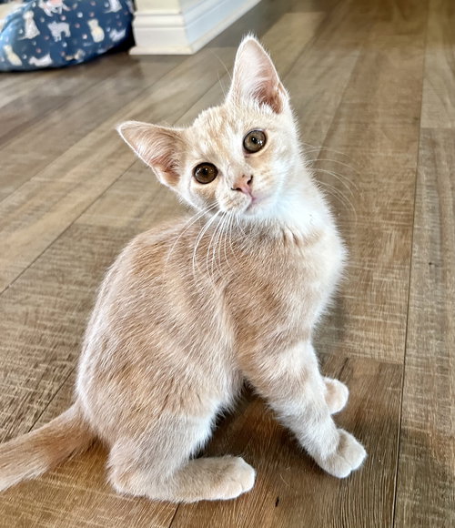 Finn