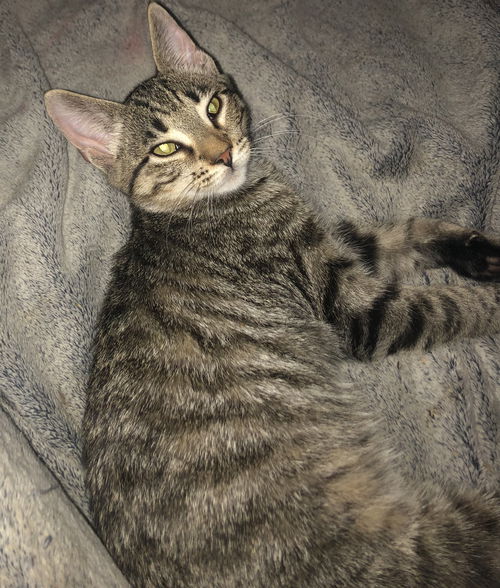 Jalapeno