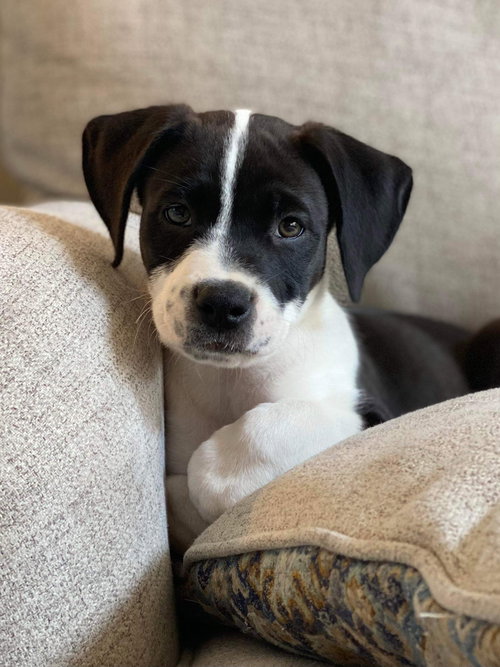 Hudson