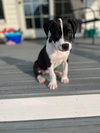 Hudson