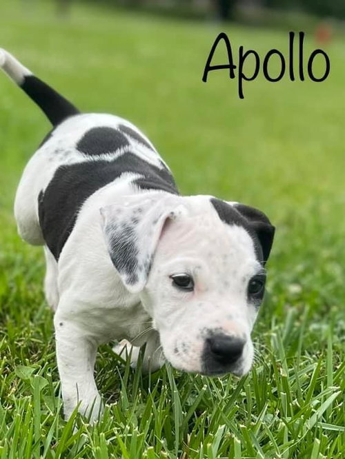 Apollo