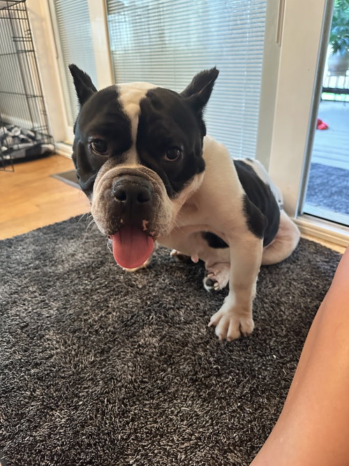 Lyla