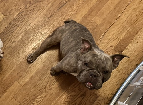 Stella