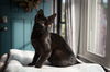 Storm Cat