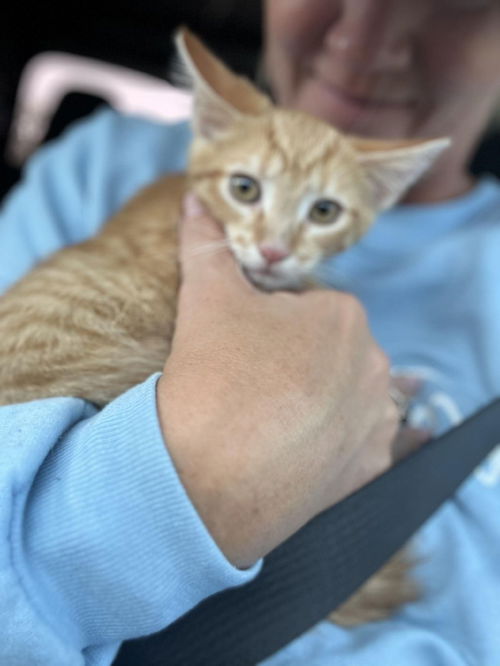 TJ