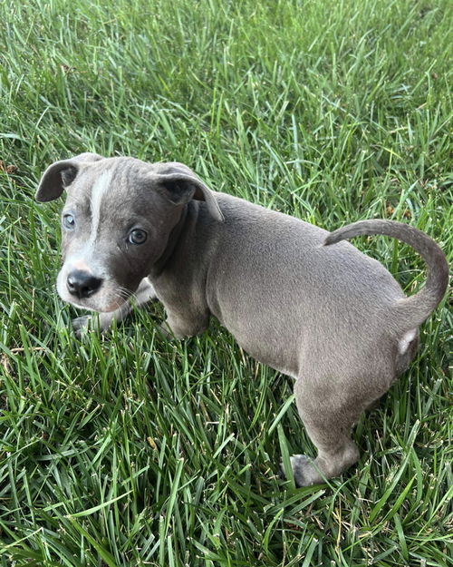 Nash